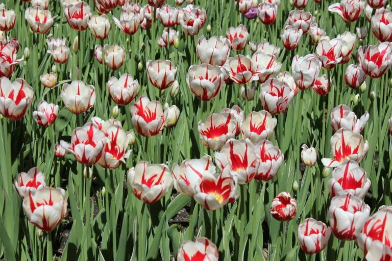 Opbeurend vrolijk bezorgd onrustig bang blij